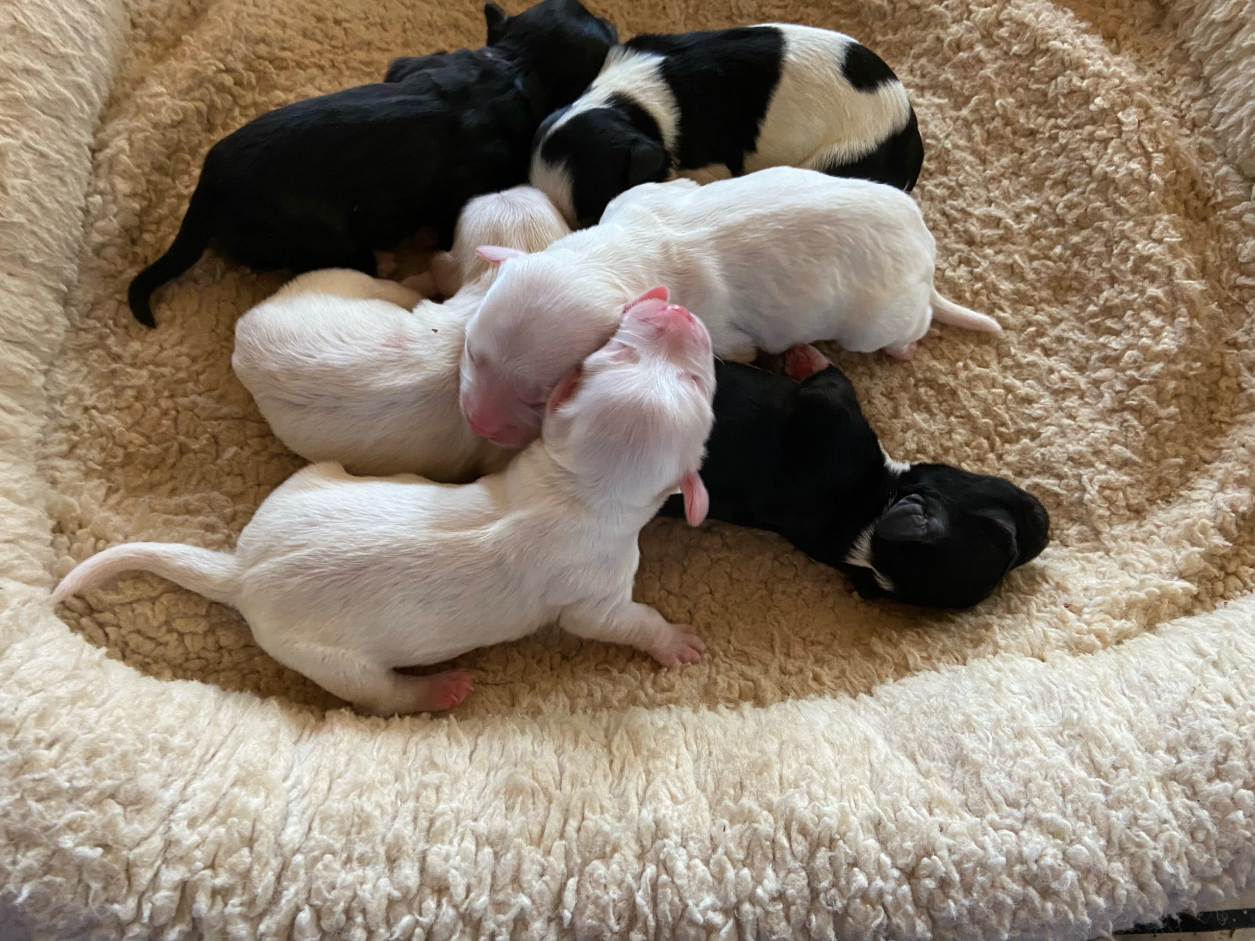 Abby and Blake puppies born 3/28